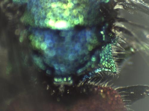 Réf. 315 393 : Chrysura radians